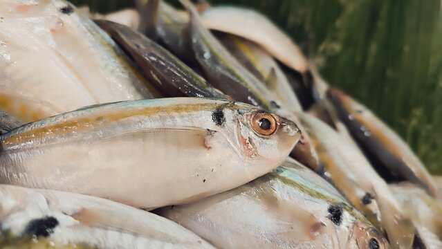 Fresh yellowstripe scad fish sold in supermarket 