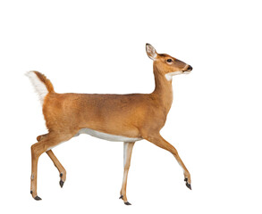 A white-tailed deer (Odocoileus virginianus) prancing — transparent PNG isolated from my photo. Asset for design and art projects.