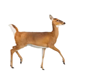 Stof per meter A white-tailed deer (Odocoileus virginianus) prancing — transparent PNG isolated from my photo. Asset for design and art projects. © Hayley Rutger