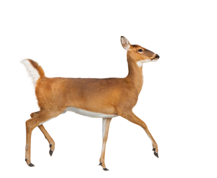 A white-tailed deer (Odocoileus virginianus) prancing — transparent PNG isolated from my photo. Asset for design and art projects.