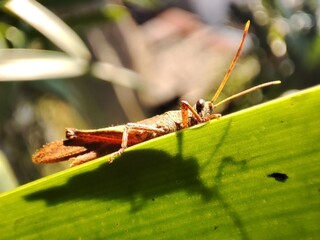 Brown Grasshopper sunbathing on the green leaf 
