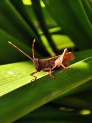 Brown Grasshopper sunbathing on the green leaf 
