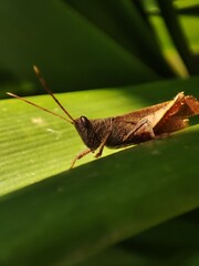 Brown Grasshopper sunbathing on the green leaf 