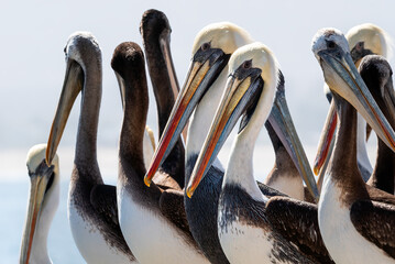 Bandado de Pelicanos peruano en puerto