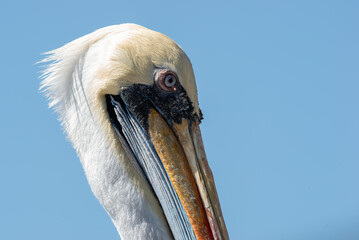 Retrato pelicano peruano adulto