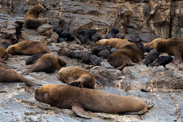 Fototapeta premium manada de Lobos marinos durmiendo