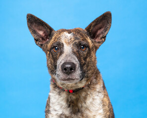 studio photo of a cute dog in front of an isolated background