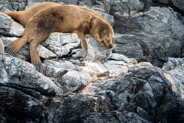Lobo marino descansado en acantilado