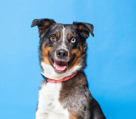 studio photo of a cute dog in front of an isolated background - 683592351