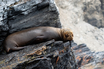 Lobo marino descansando en una roca