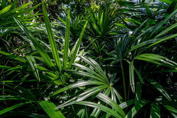 Lush foliage in a tropical jungle in Thailand - obrazy, fototapety, plakaty