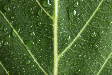 Macro photo of green leaf with water drops