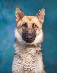 studio photo of a cute dog in front of an isolated background