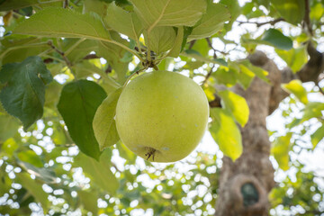 fruit tree apple green apple