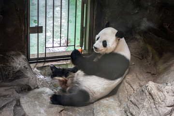 Giant panda lying indoors eating fruits bamboo shoots and radish