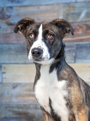 Cute photo of a dog in a studio shot on an isolated background