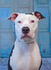 studio shot of a cute dog on an isolated background