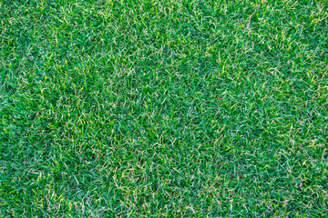 top view of real green grass background