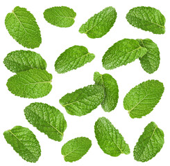 Fresh mint leaves falling on white background