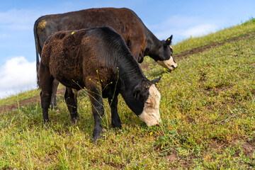 Young calf with his mother grazing on the field.