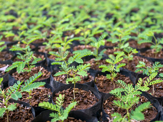 Sengon (Albizia falcataria) seedling  grow well in the nursery in Yogyakarta, Indonesia