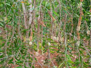 Melaleuca cajuputi flowers, Cajuput, in the Cajuput forest, Gunung Kidul, Yogyakarta, Indonesia