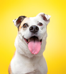studio photo of a cute dog in front of an isolated background - 683603343