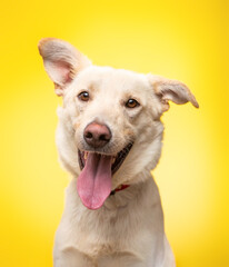 studio photo of a cute dog in front of an isolated background