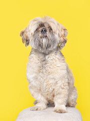 studio photo of a cute dog in front of an isolated background