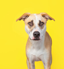 studio photo of a cute dog in front of an isolated background