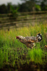 A hen searching for food in a rice field during the morning