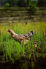 A hen searching for food in a rice field during the morning