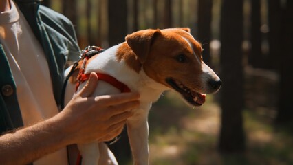 Man holds beautiful dog in arms. Stock footage. Beautiful Jack Russell terrier on hands in park. Man holds dog with grass in teeth on hands in park in summer