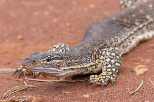 Australian Sand or Goulds Monitor