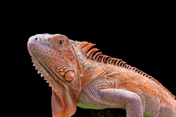 Albino iguana on a black background