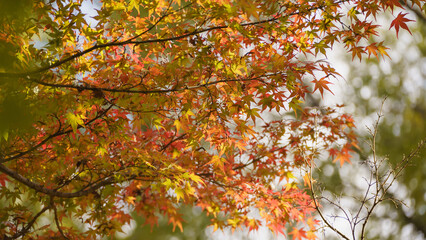 日本の秋・紅葉・もみじ
