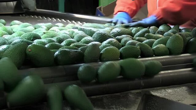 Discarting hass avocados in a industrial classification line