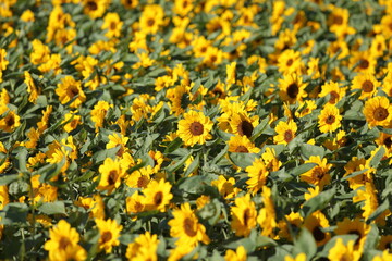 many beautiful sunflowers in a sunflower field