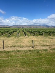 Fototapeta na wymiar vineyard in Blenheim, New Zealand 