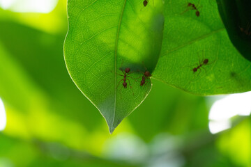 Red ants are on green leaf