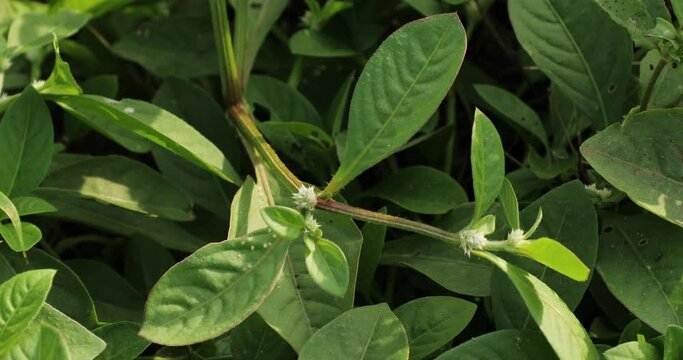 Alternanthera sessilis plant growing in nature.