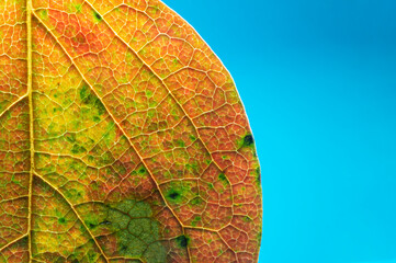 Autumn leaf - Winter foliage - Kaki leaf