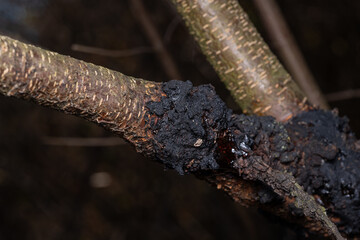 black knot
