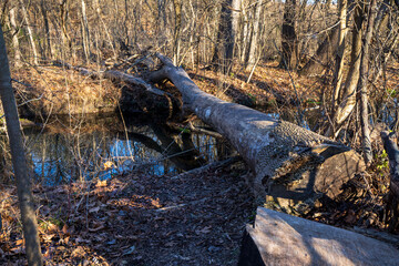 Ambler,Pennsylvania,USA - December 4 2022: Fallen trees at Wissahickon Trails in winter.
