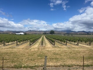 vineyard in Blenheim, New Zealand 