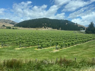Fototapeta na wymiar vineyard in Blenheim, New Zealand 
