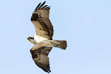 Osprey flying to the left with wings open against a blue sky viewed from below