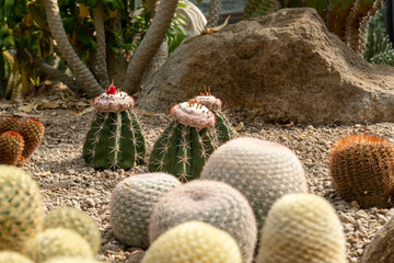 Cactus garden Various types of beautiful cacti Exotic cactus collection.