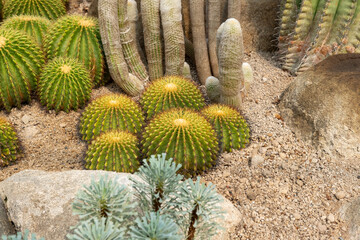 Cactus garden Various types of beautiful cacti Exotic cactus collection.