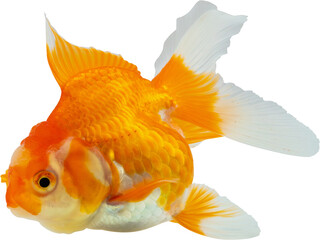 Oranda goldfish isolated on white background close up